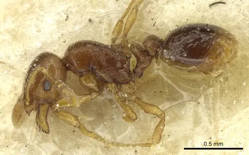Oxyepoecus bruchi specimen CASENT0913869 image casent0913869_3
