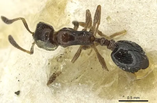 Oxyepoecus daguerrei specimen CASENT0913870 image casent0913870_1