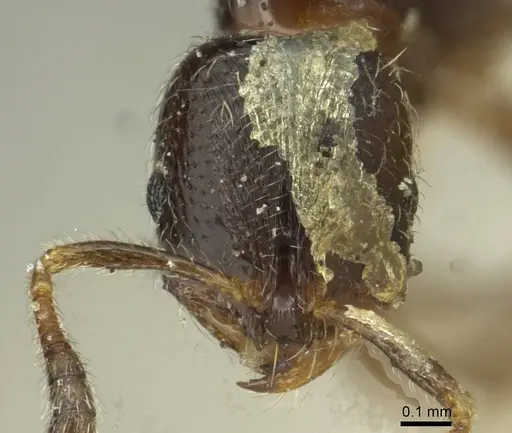 Oxyepoecus daguerrei specimen CASENT0913870 image casent0913870_2