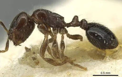 Oxyepoecus daguerrei specimen CASENT0913870 image casent0913870_3