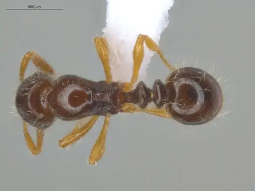 Oxyepoecus ephippiatus specimen ECOFOG-KW14-0023-12 image ecofog-kw14-0023-12_1