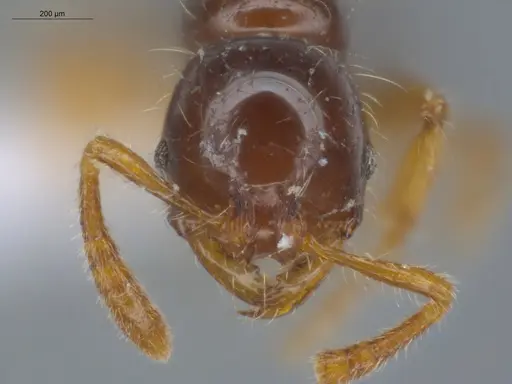 Oxyepoecus ephippiatus specimen ECOFOG-KW14-0023-12 image ecofog-kw14-0023-12_2
