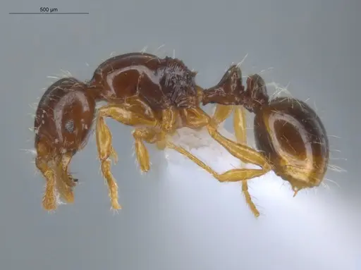 Oxyepoecus ephippiatus specimen ECOFOG-KW14-0023-12 image ecofog-kw14-0023-12_3