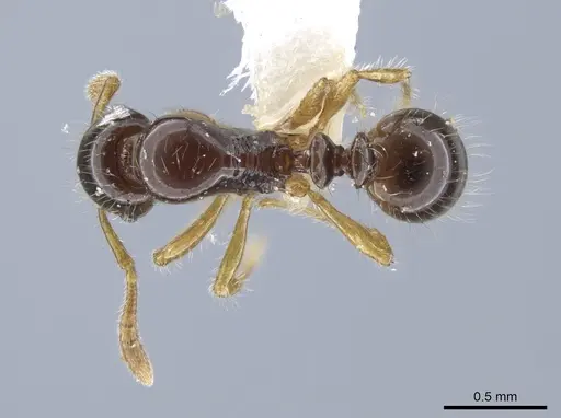 Oxyepoecus ephippiatus specimen JTLC000006165 image jtlc000006165_1