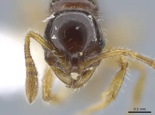 Oxyepoecus ephippiatus specimen JTLC000006165 image jtlc000006165_2