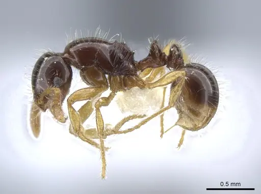 Oxyepoecus ephippiatus specimen JTLC000006165 image jtlc000006165_3