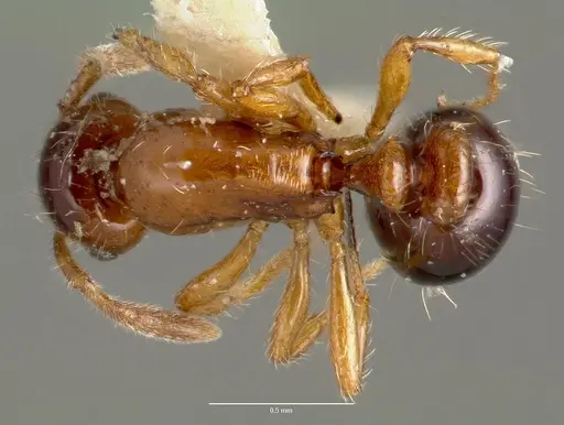 Oxyepoecus inquilinus specimen CASENT0006160 image casent0006160_1