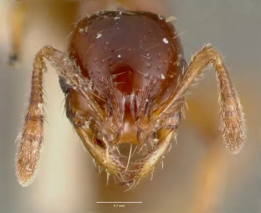 Oxyepoecus inquilinus specimen CASENT0006160 image casent0006160_2