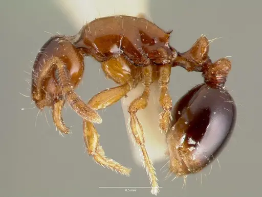 Oxyepoecus inquilinus specimen CASENT0006160 image casent0006160_3