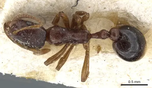 Oxyepoecus mandibularis specimen CASENT0904585 image casent0904585_1