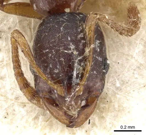 Oxyepoecus mandibularis specimen CASENT0904585 image casent0904585_2