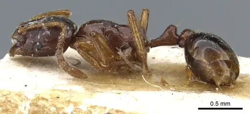 Oxyepoecus mandibularis specimen CASENT0904585 image casent0904585_3