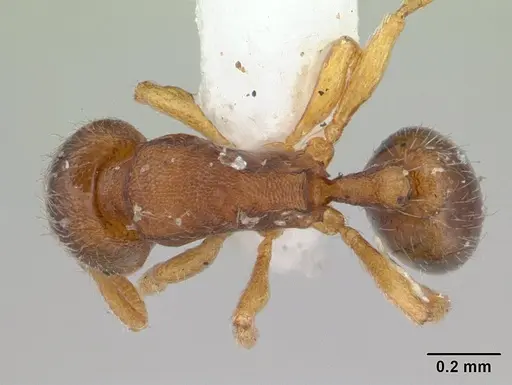 Oxyepoecus myops specimen CASENT0178853 image casent0178853_1