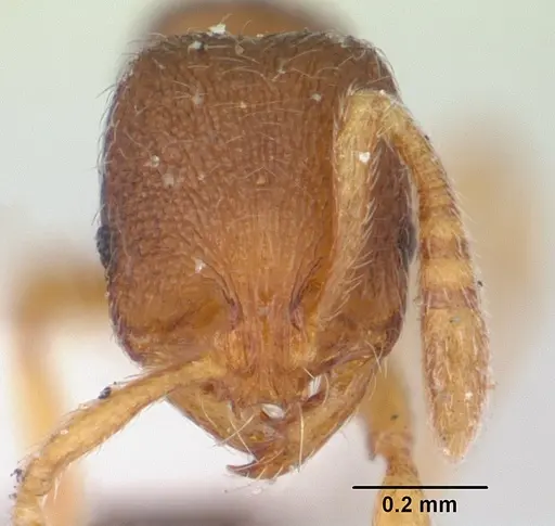 Oxyepoecus myops specimen CASENT0178853 image casent0178853_2