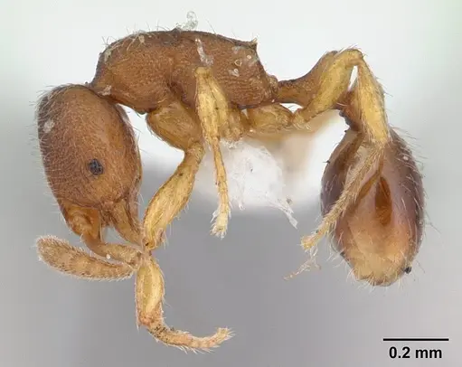 Oxyepoecus myops specimen CASENT0178853 image casent0178853_3
