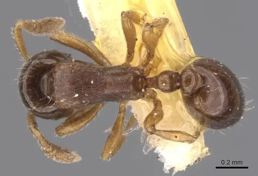 Oxyepoecus plaumanni specimen CASENT0911210 image casent0911210_1