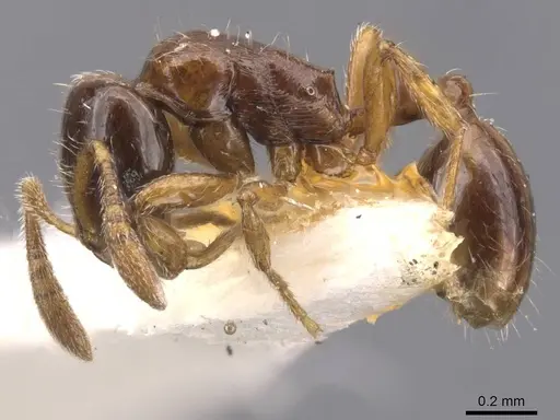 Oxyepoecus plaumanni specimen CASENT0911210 image casent0911210_3