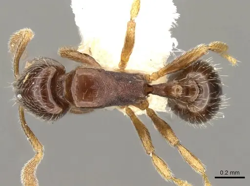 Oxyepoecus plaumanni specimen CASENT0914064 image casent0914064_1