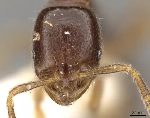 Oxyepoecus plaumanni specimen CASENT0914064 image casent0914064_2