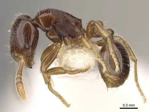 Oxyepoecus plaumanni specimen CASENT0914064 image casent0914064_3