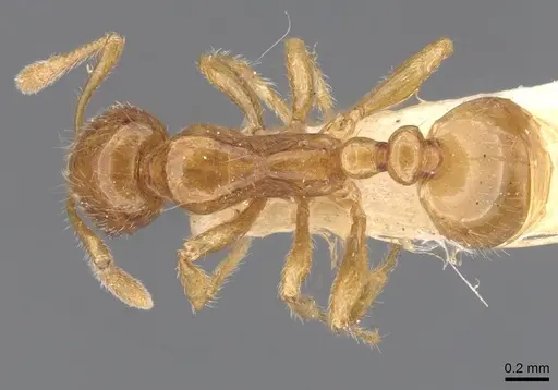Oxyepoecus punctifrons specimen CASENT0911211 image casent0911211_1