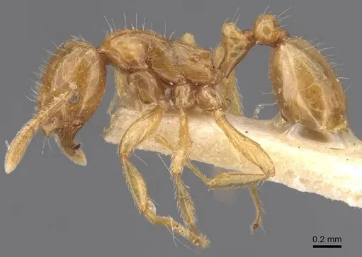 Oxyepoecus punctifrons specimen CASENT0911211 image casent0911211_3