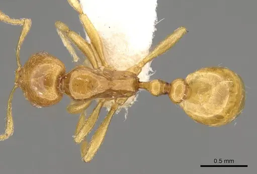 Oxyepoecus punctifrons specimen CASENT0914063 image casent0914063_1