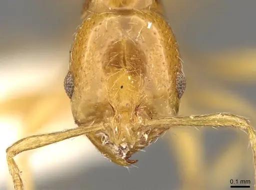 Oxyepoecus punctifrons specimen CASENT0914063 image casent0914063_2