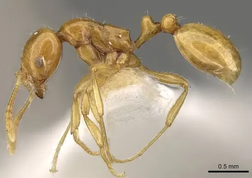 Oxyepoecus punctifrons specimen CASENT0914063 image casent0914063_3