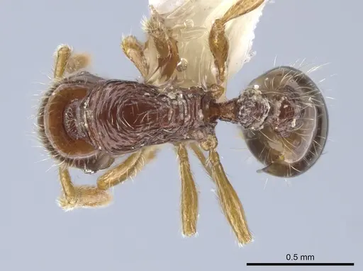 Oxyepoecus quadratus specimen CASENT0637517 image casent0637517_1