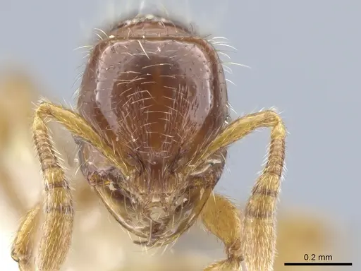 Oxyepoecus quadratus specimen CASENT0637517 image casent0637517_2