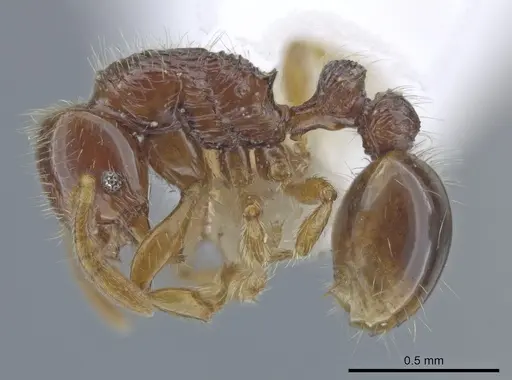 Oxyepoecus quadratus specimen CASENT0637517 image casent0637517_3