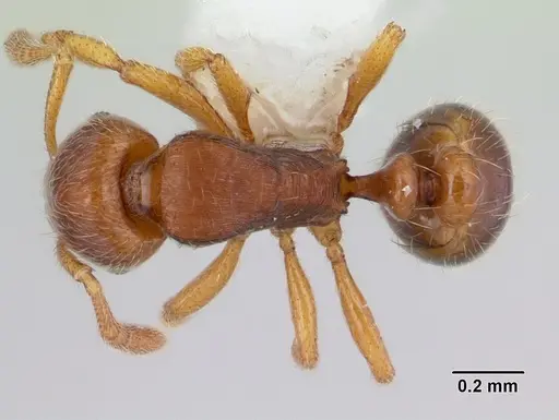 Oxyepoecus rastratus specimen CASENT0178099 image casent0178099_1