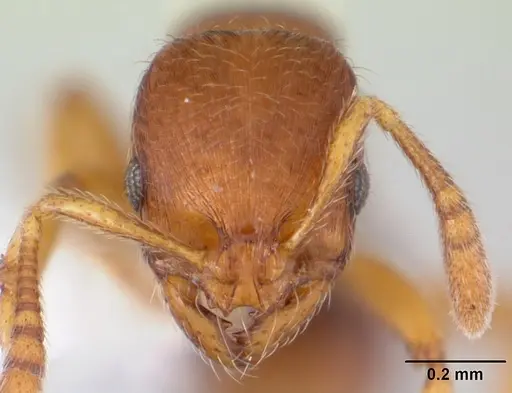 Oxyepoecus rastratus specimen CASENT0178099 image casent0178099_2