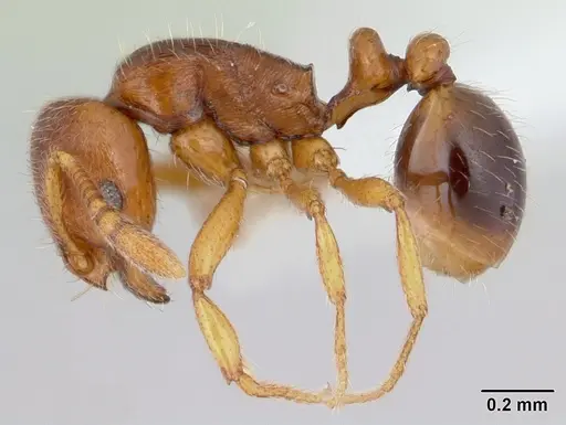 Oxyepoecus rastratus specimen CASENT0178099 image casent0178099_3