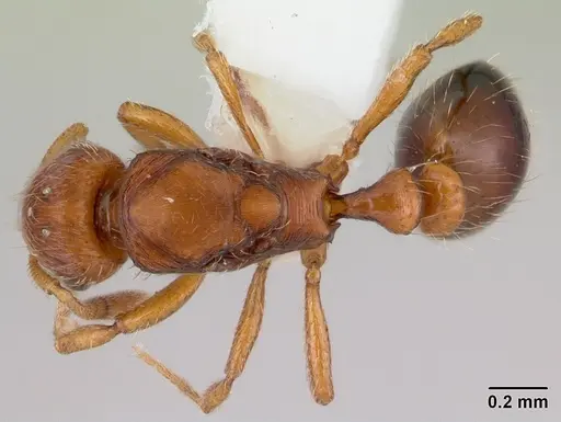 Oxyepoecus rastratus specimen CASENT0178100 image casent0178100_1