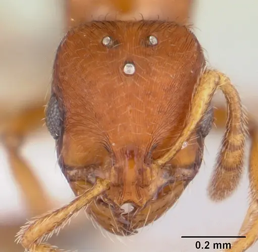 Oxyepoecus rastratus specimen CASENT0178100 image casent0178100_2