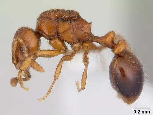 Oxyepoecus rastratus specimen CASENT0178100 image casent0178100_3