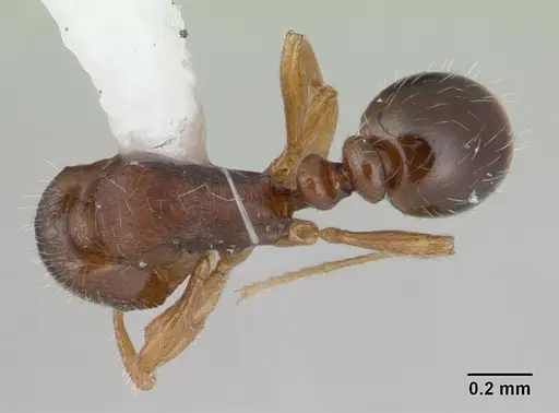 Oxyepoecus rastratus specimen CASENT0178854 image casent0178854_1