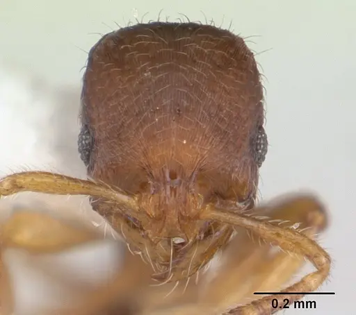 Oxyepoecus rastratus specimen CASENT0178854 image casent0178854_2