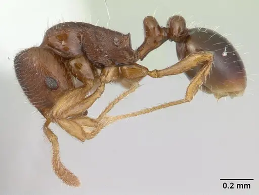 Oxyepoecus rastratus specimen CASENT0178854 image casent0178854_3