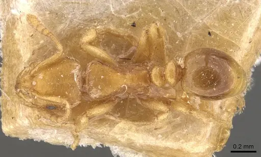 Oxyepoecus rastratus specimen CASENT0908762 image casent0908762_1