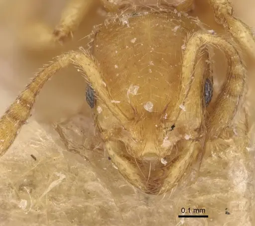 Oxyepoecus rastratus specimen CASENT0908762 image casent0908762_2