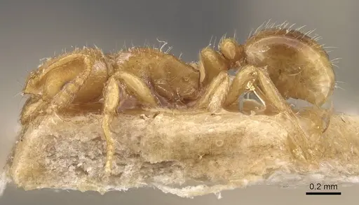Oxyepoecus rastratus specimen CASENT0908762 image casent0908762_3