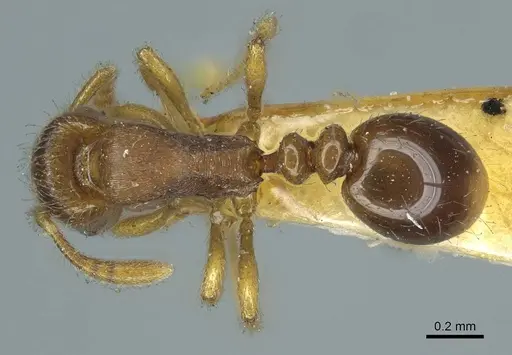Oxyepoecus rastratus specimen CASENT0916036 image casent0916036_1