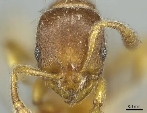 Oxyepoecus rastratus specimen CASENT0916036 image casent0916036_2