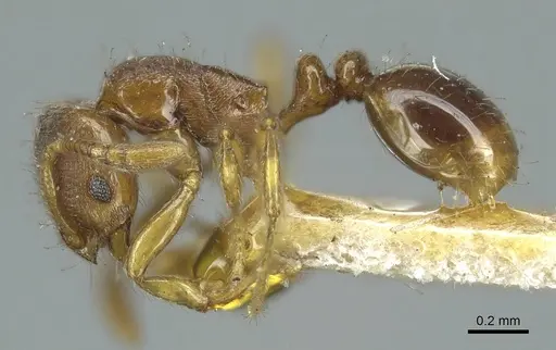 Oxyepoecus rastratus specimen CASENT0916036 image casent0916036_3