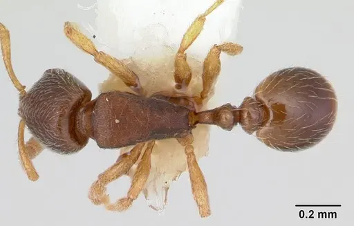 Oxyepoecus reticulatus specimen CASENT0178101 image casent0178101_1