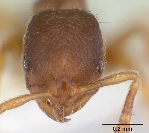 Oxyepoecus reticulatus specimen CASENT0178101 image casent0178101_2