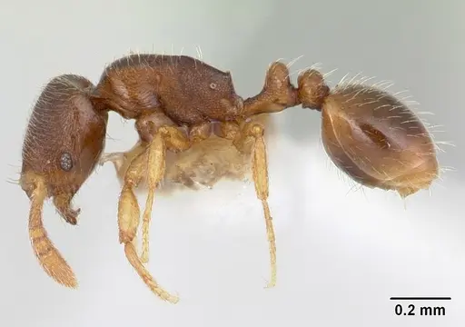 Oxyepoecus reticulatus specimen CASENT0178101 image casent0178101_3